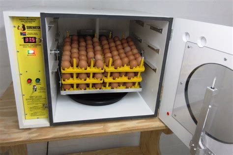 Unleashing the Full Potential of the GLT Egg Incubator: A Guide for Breeders